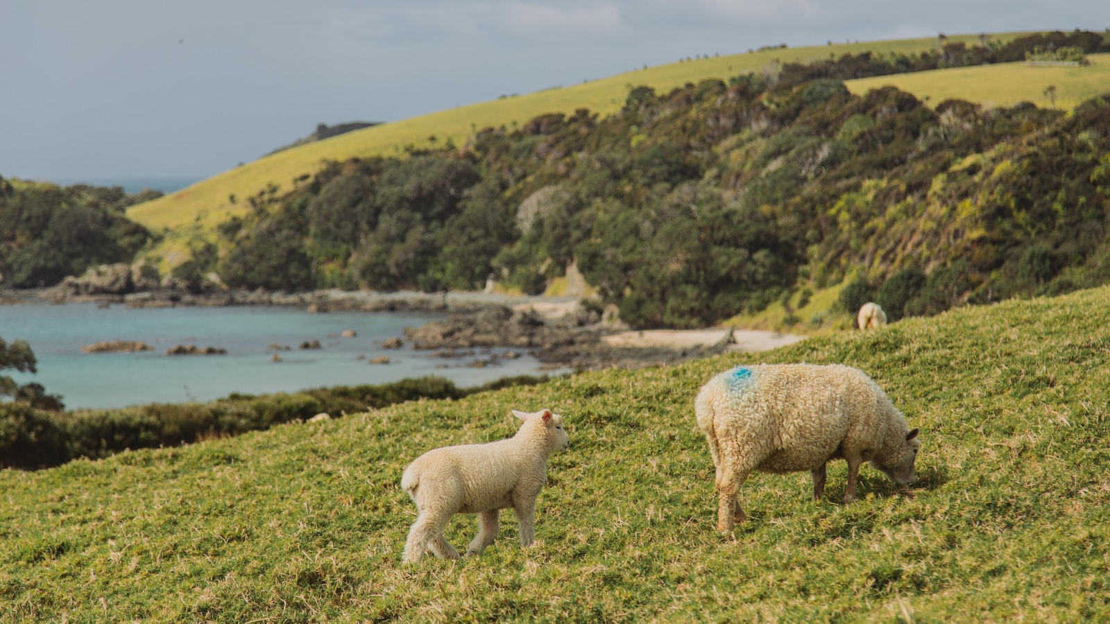 Tāwharanui camping: how to book Auckland's favourite park